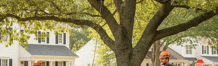 Lancaster, PA tree service team providing safe tree removal and trimming for homeowners
