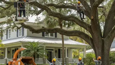 Tree service team in Lancaster, PA providing professional tree removal and trimming for local properties