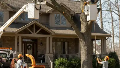 Lancaster PA tree service crew removing a tree for safe, professional property care