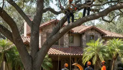 Tree service crew in Lancaster, PA removing a tree for safe property clearance