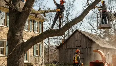 Tree service crew in Lancaster, PA providing professional tree removal and trimming
