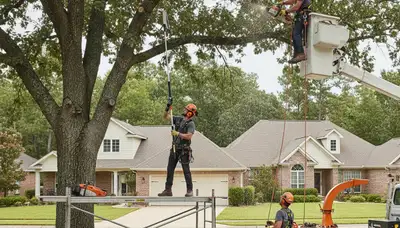 Lancaster, PA arborist trimming trees for safer, healthier growth and improved curb appeal