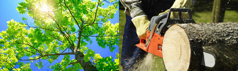 Tree Services Bird In Hand